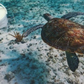 3d floor with the image of a sea turtle