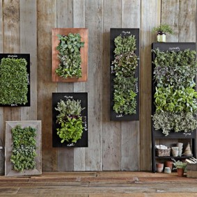 Photos de plantes vertes sur un mur en bois