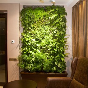 Jardin vertical dans le salon