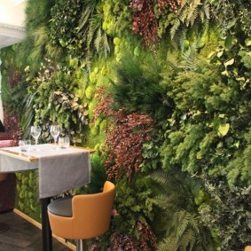 Plantes ombragées à l'intérieur de l'appartement