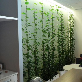 Plantes grimpantes le long du mur dans un appartement