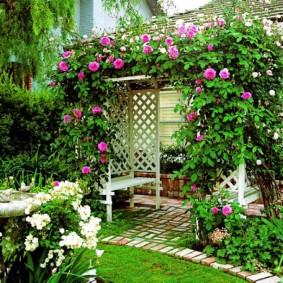 Rosiers grimpants sur une pergola de jardin