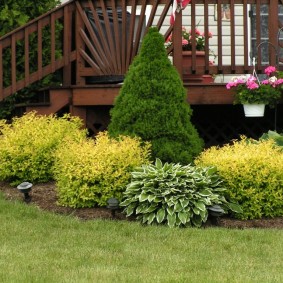 Épinette canadienne dans le parterre de fleurs devant le porche