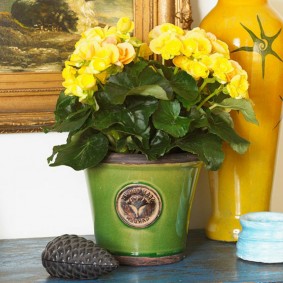 Begonia in vaso con fiori gialli