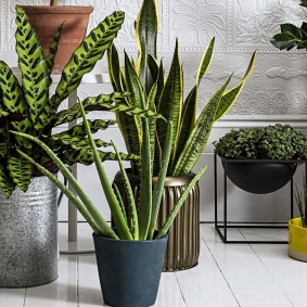 Plantes tolérantes à l'ombre avec des feuilles étroites