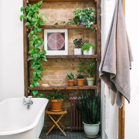 Plantes d'intérieur dans la salle de bain sur les étagères