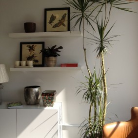 Dracaena dans une pièce aux murs blancs