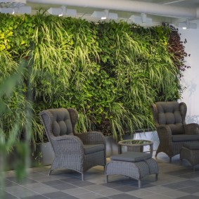 Plantes aimant l'ombre dans le salon