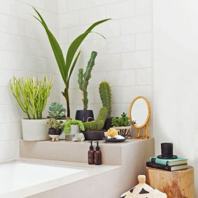 Cactus sur une étagère dans la salle de bain