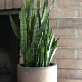 Feuilles longues étroites d'une plante domestique