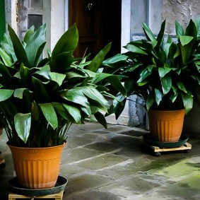 Pots de fleurs sur sous-verres avec roues