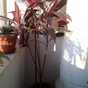 Plantes d'intérieur sur le balcon de l'appartement