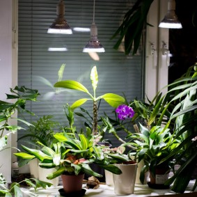 Phyto-lampes pour plantes d'intérieur