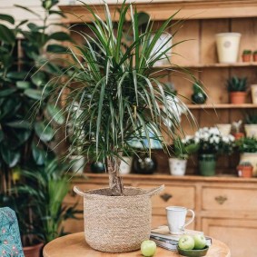 Dracaena sul tavolo in salotto