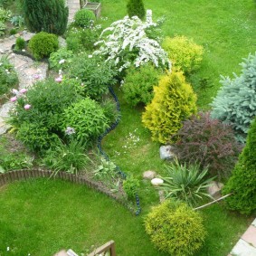 Young conifers in their garden