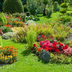 Red flowers on a garden flower bed