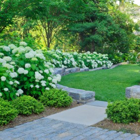 Flowering panicle hydrangea bushes