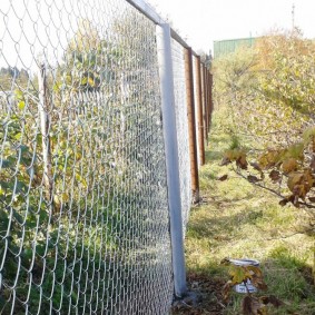 Buisson de groseille près d'une clôture grillagée