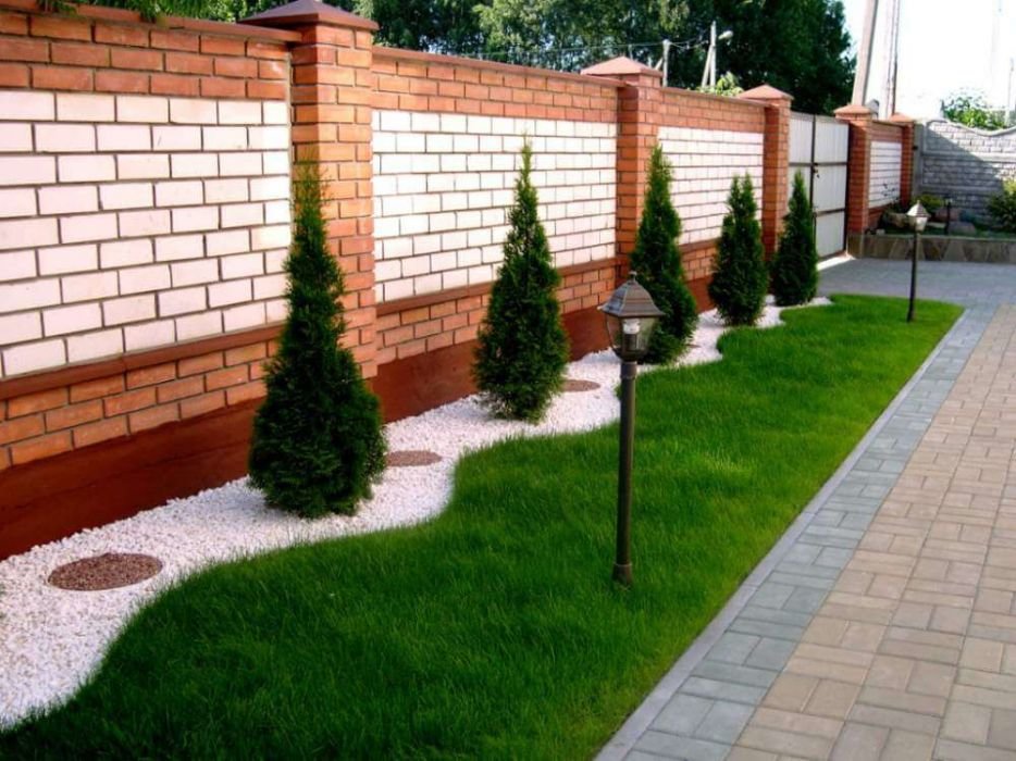 White pebbles under pyramidal thuja