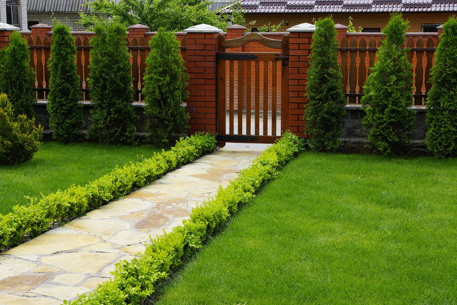 Low arborvitae at the end of the ground grass