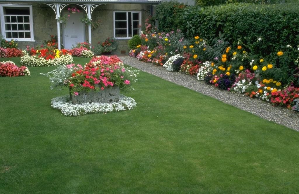 Blooming roses on a green lawn