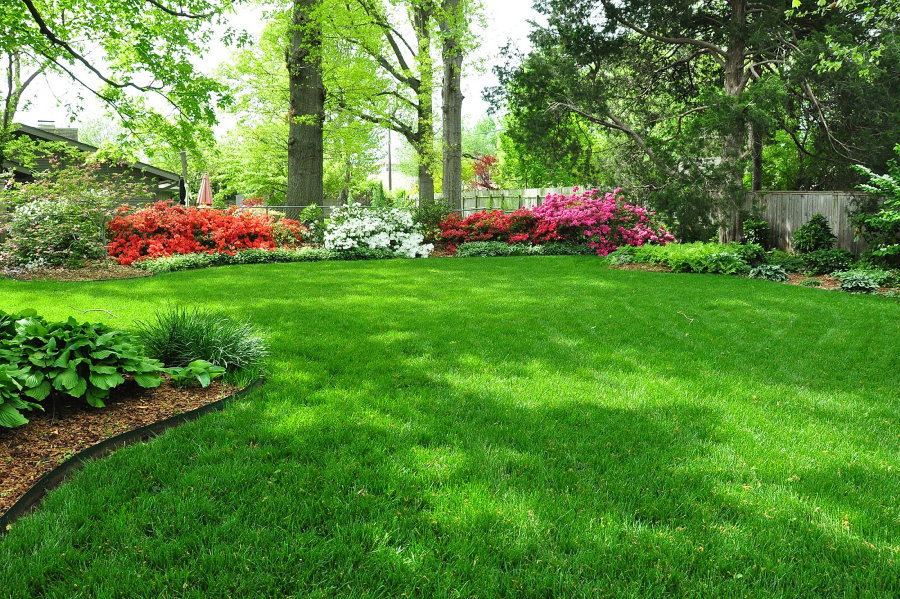 Green grass on the lawn in the shade of trees