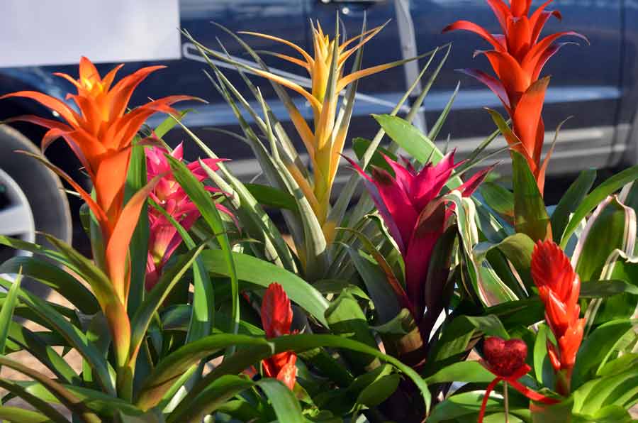 Luminose infiorescenze di guzmania sul davanzale della finestra dell'appartamento