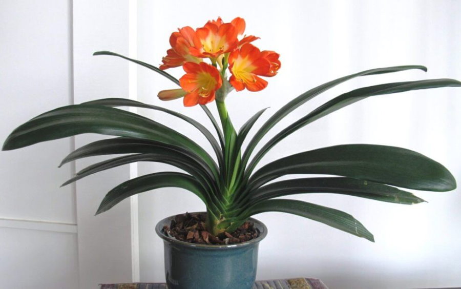 Belles fleurs de la maison clivia