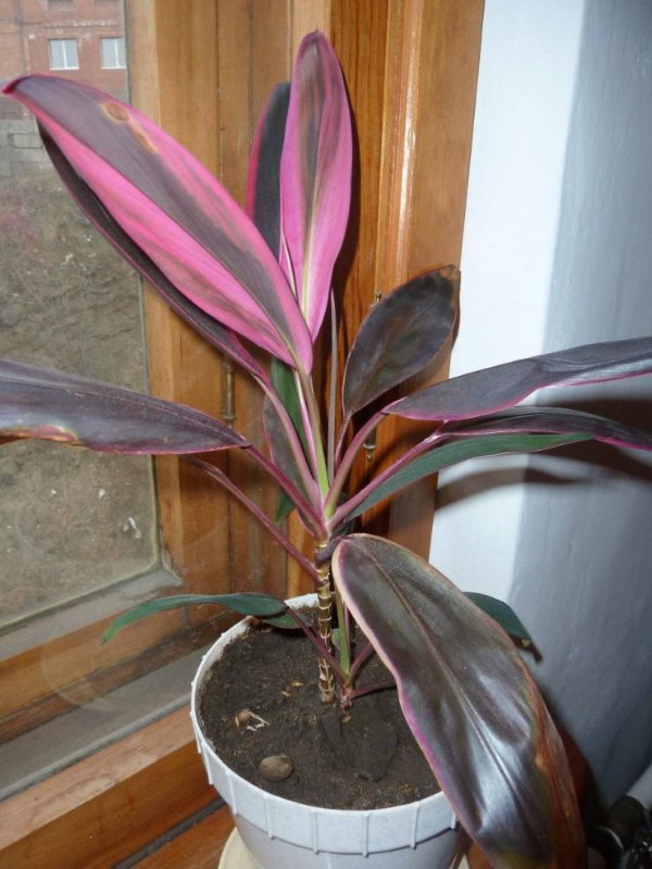 Cordilina dans un pot sur le rebord de la fenêtre de l'appartement