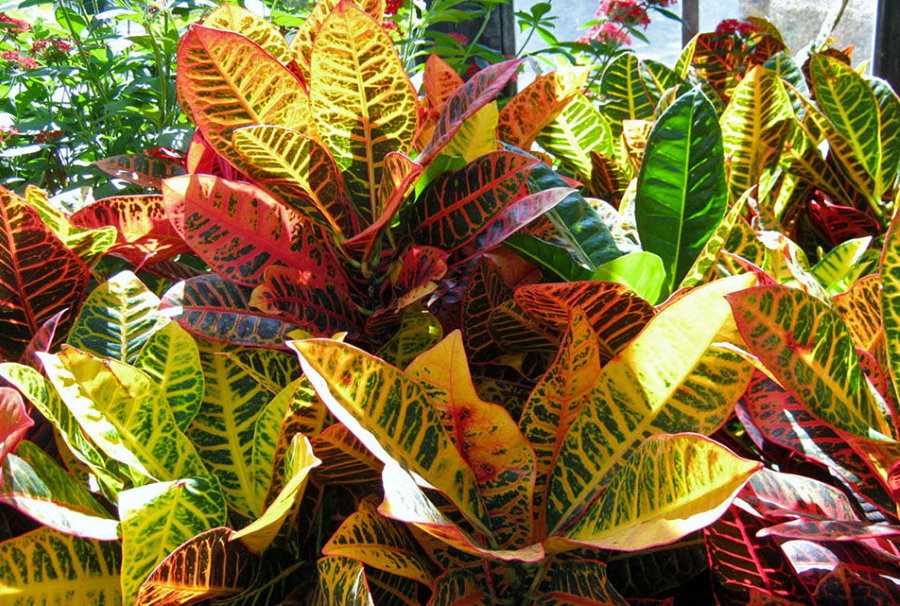 Foglie colorate di croton indoor