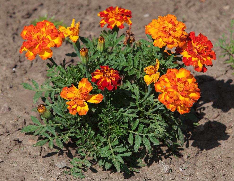 Flowering bush of marigolds on a summer cottage