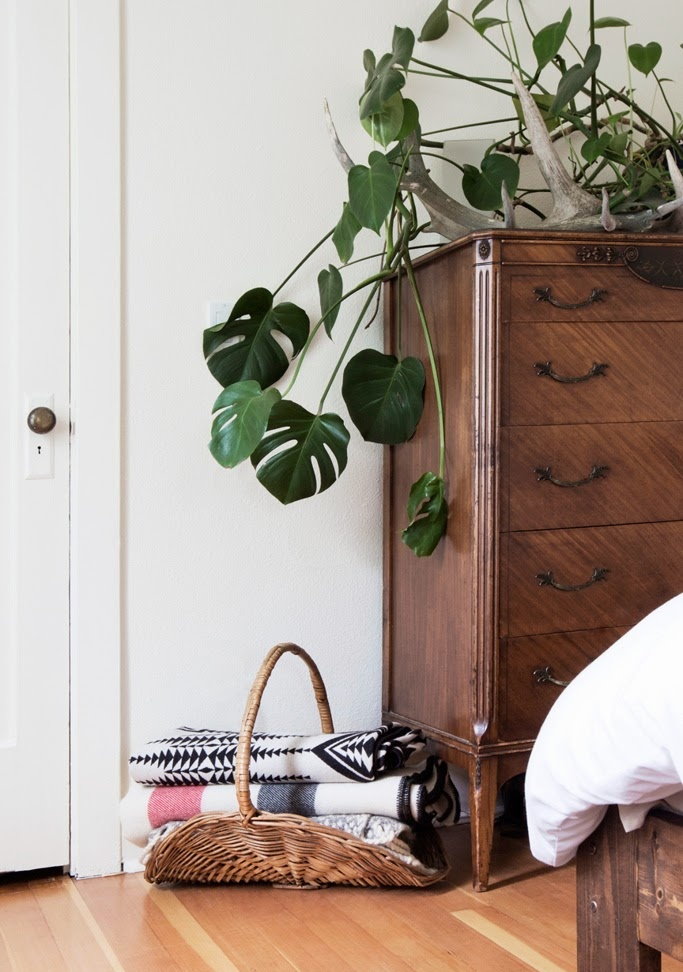 Monstera dans le couloir intérieur de style scandinave