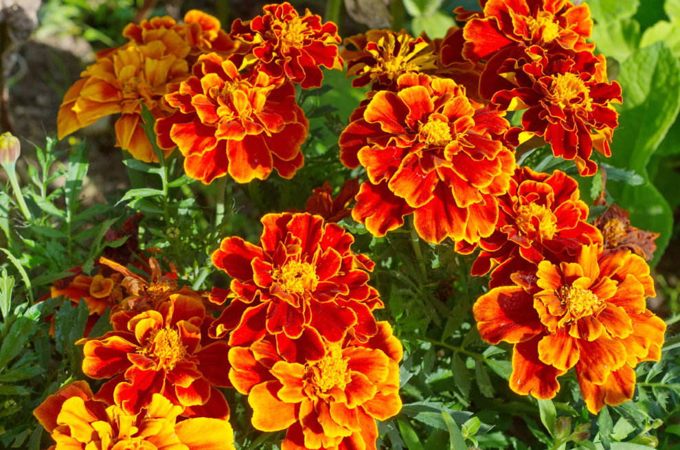 Flowering bush of marigolds annual at the cottage