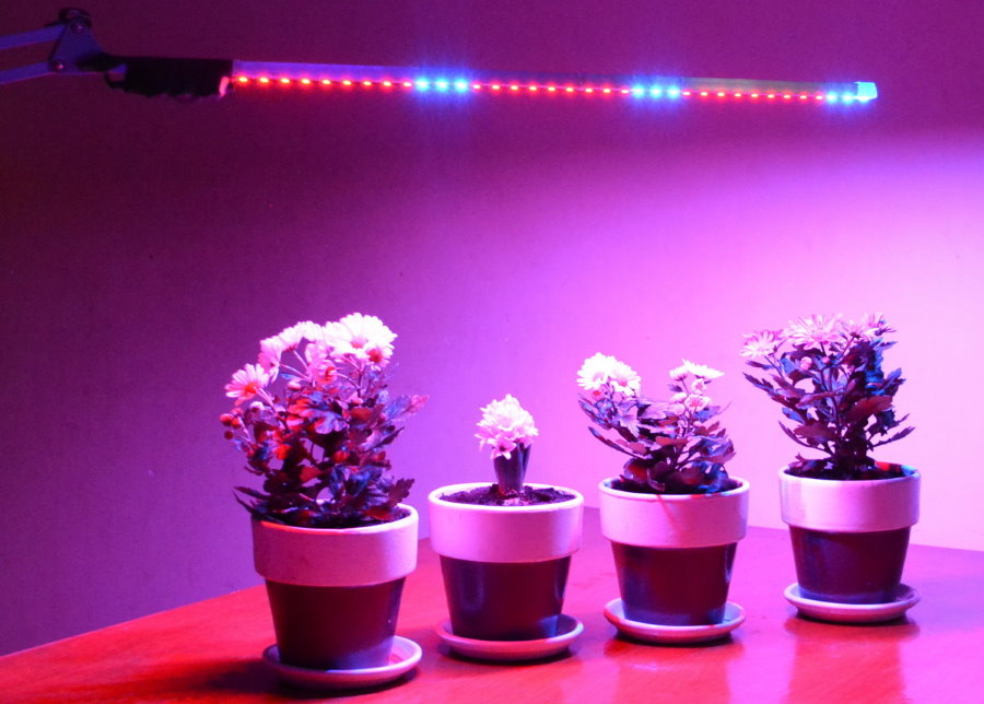 Illumination des plantes à fleurs avec une lampe LED