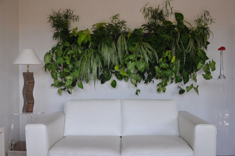 Plantes vivantes sur le canapé dans le hall