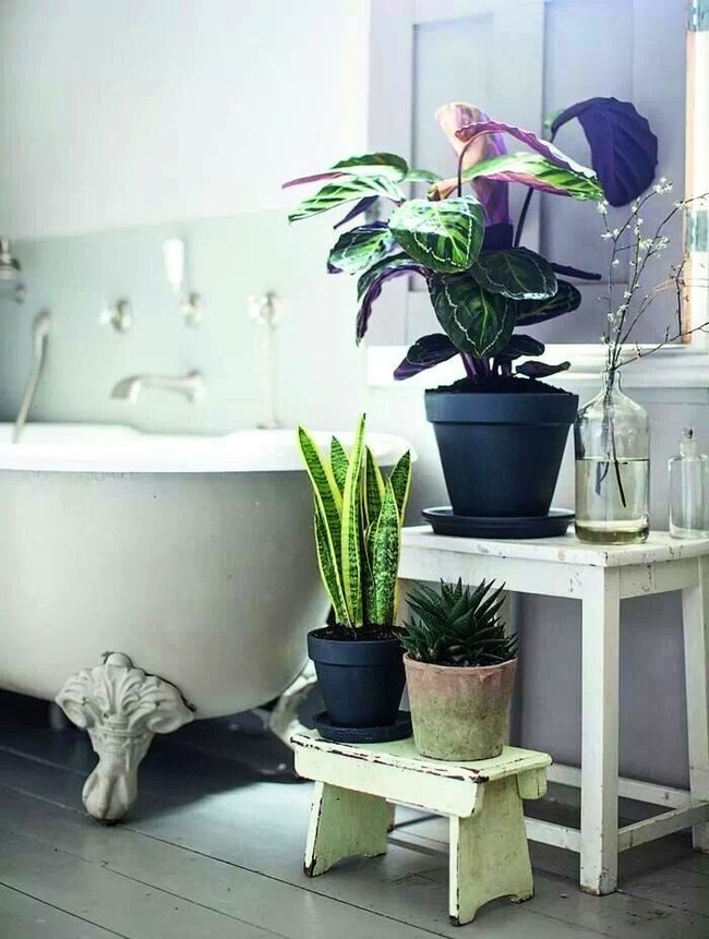 Plantes à l'intérieur de la salle de bain