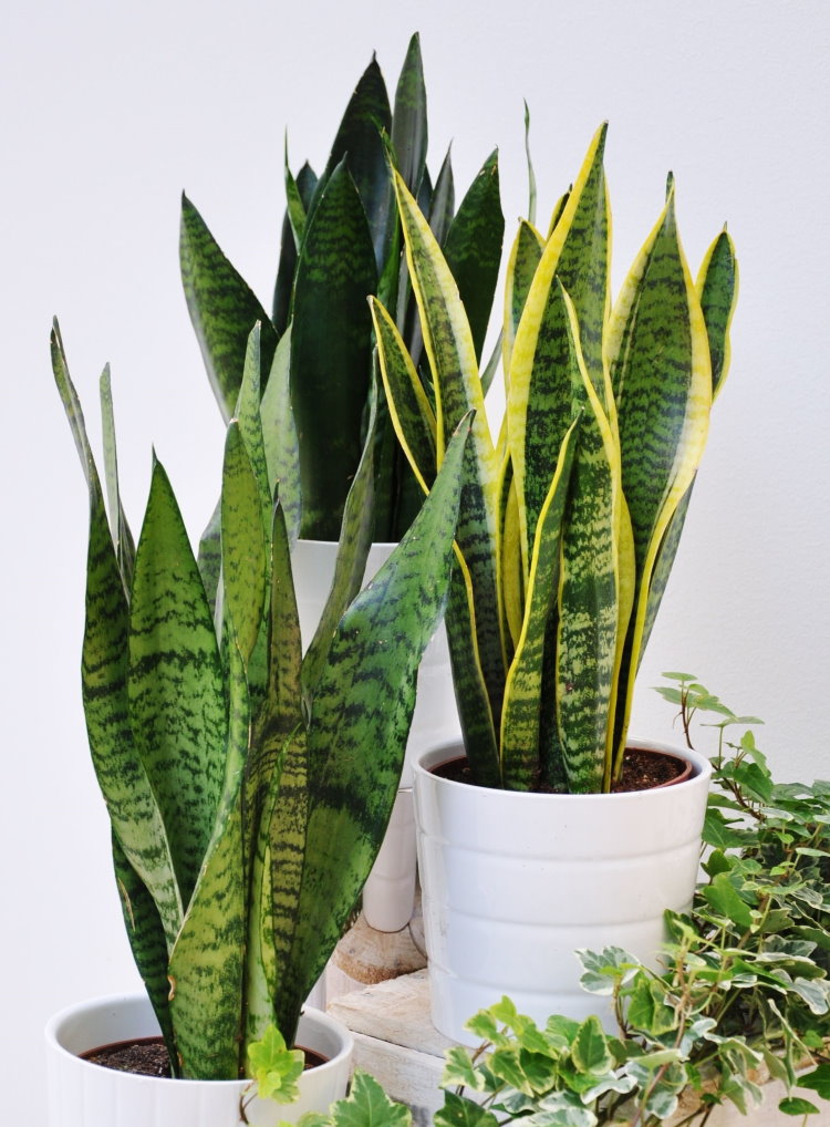 Sansevieria en pots blancs dans un appartement