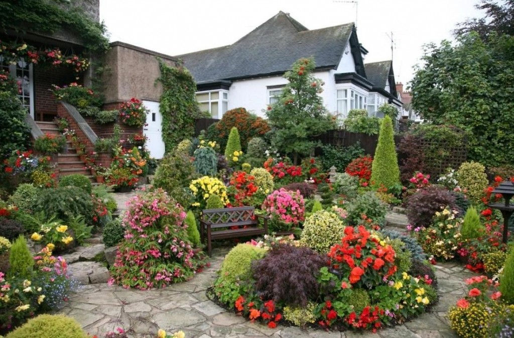 Fleurs et arbustes dans un jardin mixte