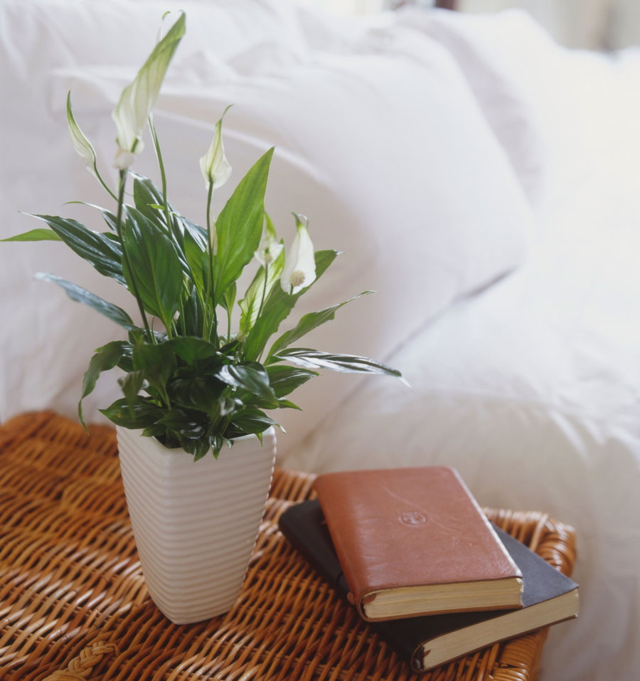 Spathiphyllum sur la table de chevet dans la chambre