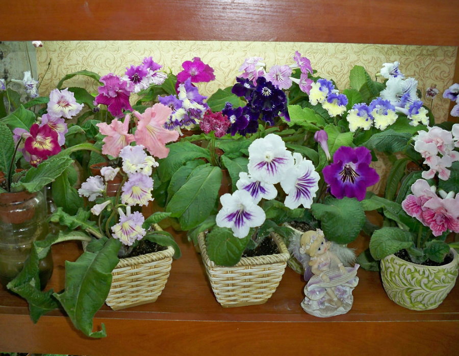 Streptocarpus in fiore a casa