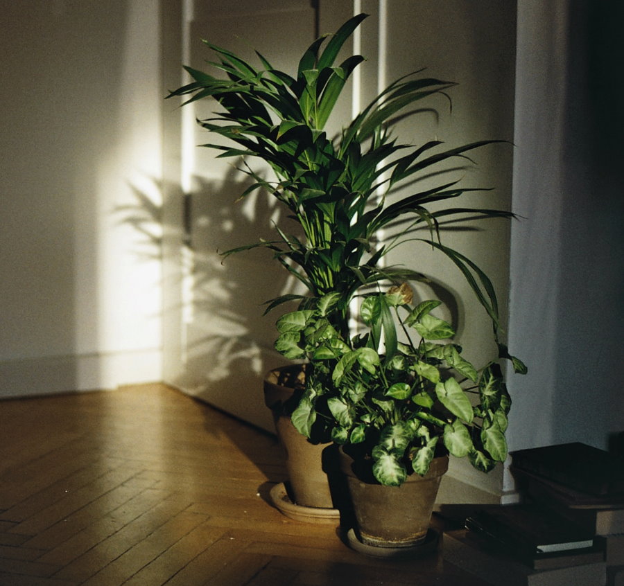 Plantes d'intérieur sous ombrage