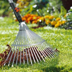 Cleaning a fan of leaves from the surface of the lawn