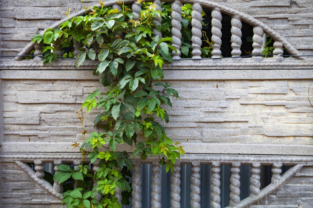 Girl's grapes on the reinforced concrete section of the fence