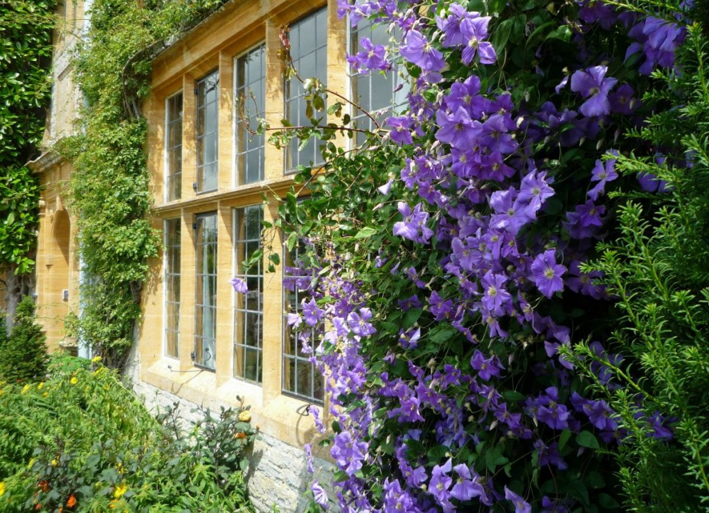 Fleurs lilas sur une plante grimpante