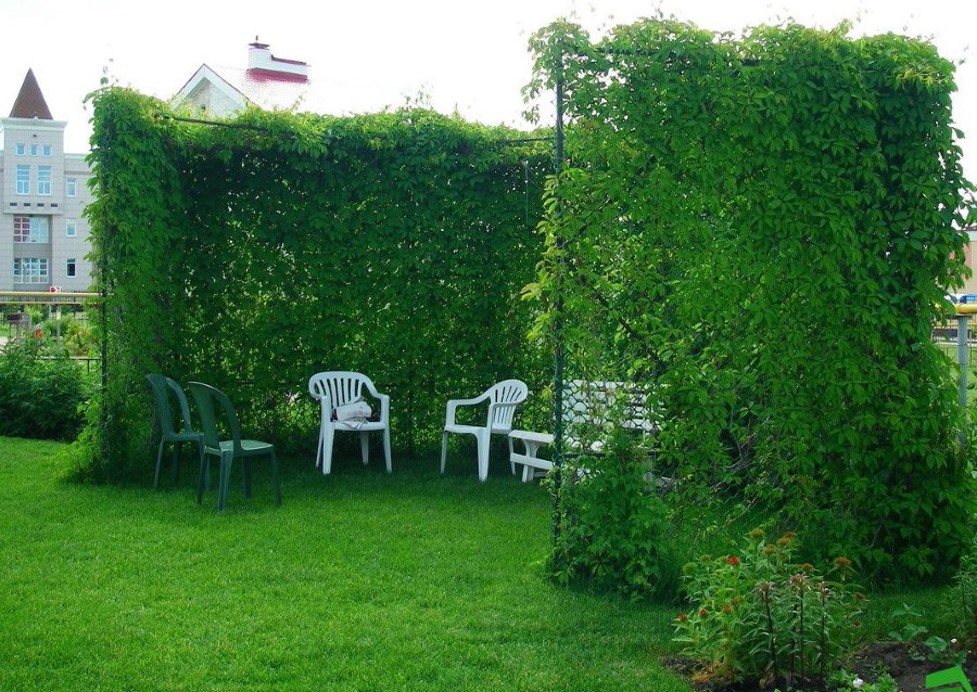 Rest area in the shade of climbing plants