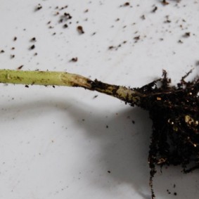 Black Leg on Marigold Seedlings