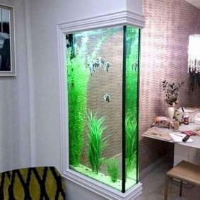 Algues vertes dans un grand aquarium