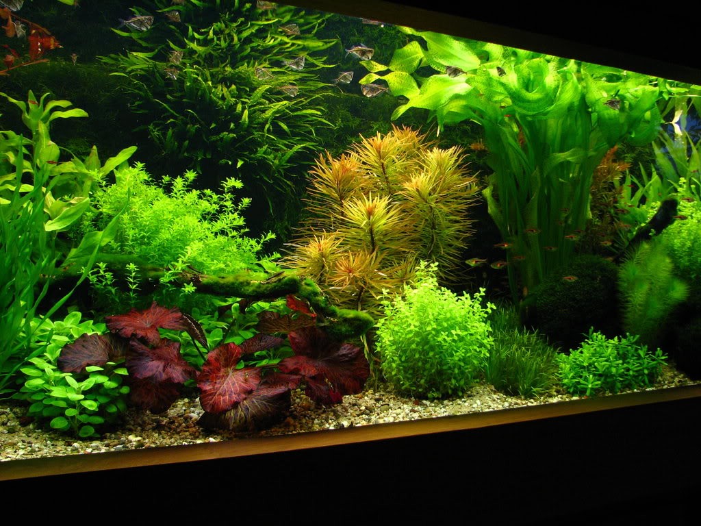 Foto di un acquario in stile collezione