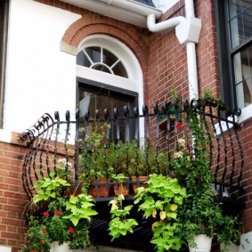 Plantes vivantes sur le balcon ouvert