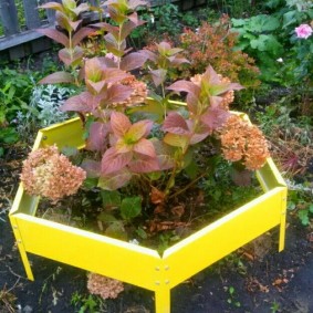 Hortensia paniqué dans un lit hexagonal